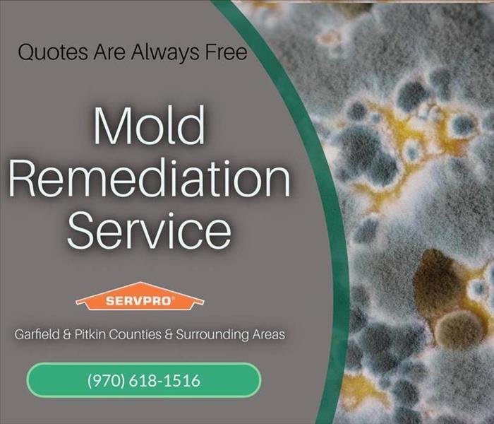 graphic mold remediation service picture of mold