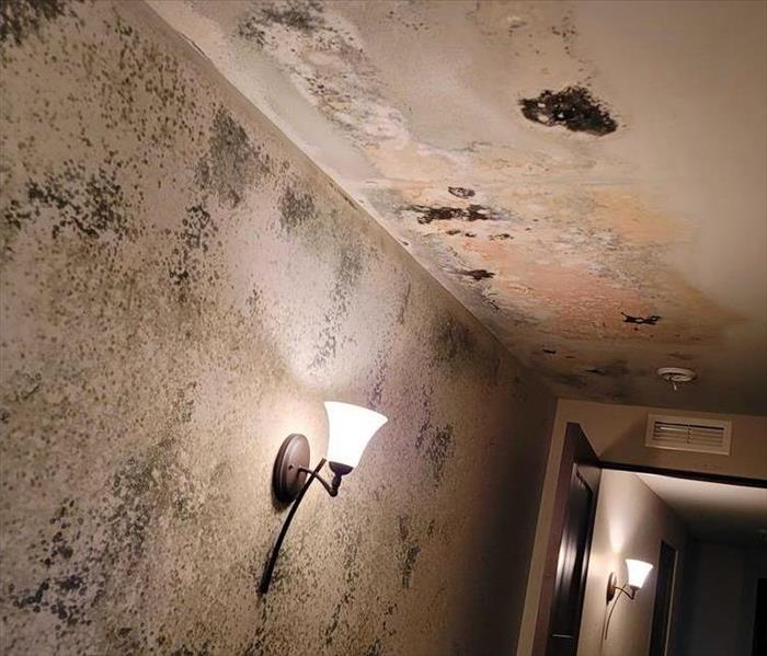Mold growth from water damage, on ceiling and Walls